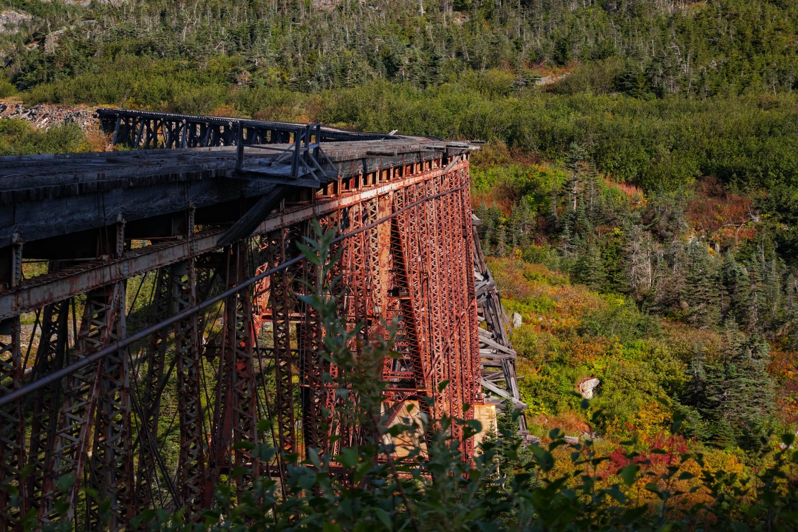 view-bridge-forest