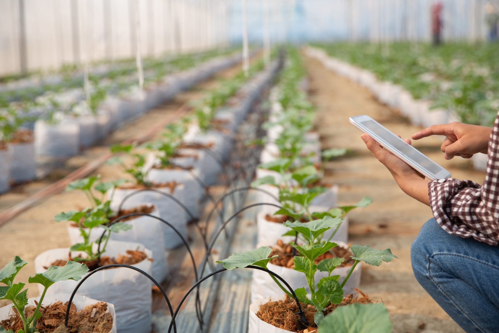 jeune-femme-controlant-une-plantation